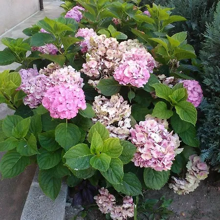 Anele,kiten 4* Kiten (Burgas)