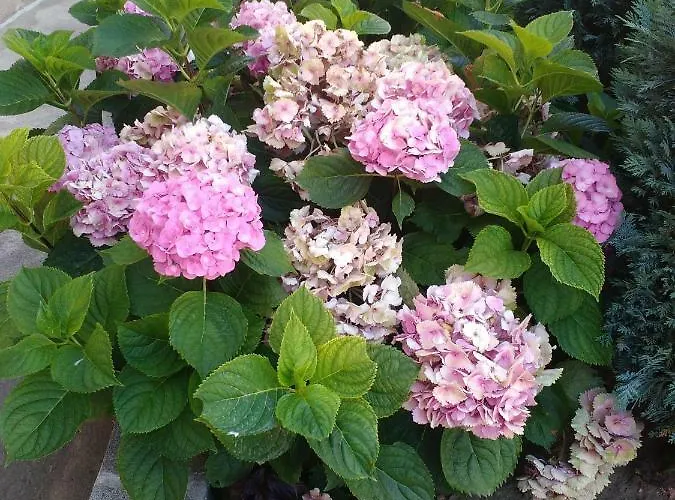 Anele,kiten 4* 키텐